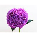 Сиреневая гортензия