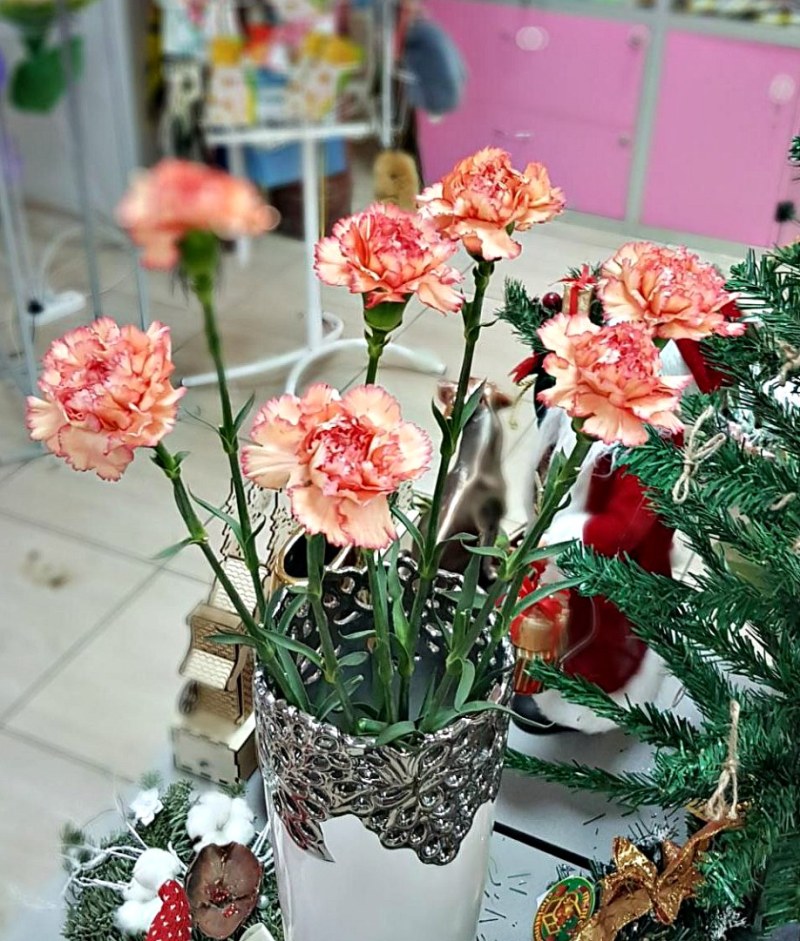 Гвоздика персиковая с розовой каймой (поштучно)