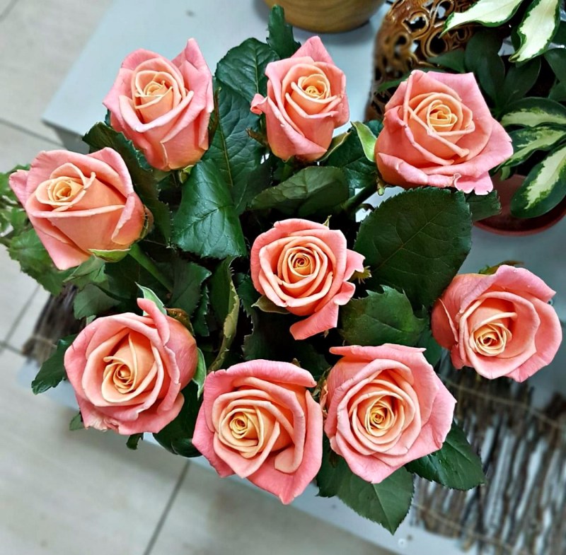 Роза Miss Piggy розовая, 70 см (поштучно)