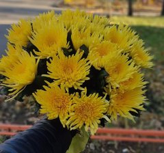 Букет из хризантем &laquo;Солнечный денёк&raquo;